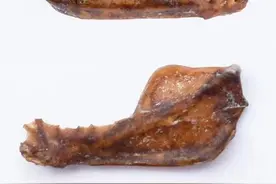 阿根廷惊现10万年前巨型吸血蝠，是最后的巨型飞行哺乳动物图片