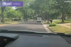 美国一只火鸡追赶邮递员的车整条街 试图阻止车掉头图片