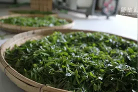 新华全媒+｜“北纬41度茶园”采收啦！茶树如何“闯关东”？图片