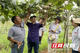 湖南农大博士团助力凤凰猕猴桃产业高质量发展图片