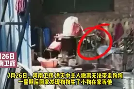 主人撤离无法带走狗狗，洪灾后回家发现狗狗生了小狗在家等他图片