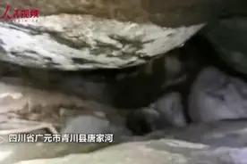 首次发现！3只野生水獭现身四川广元，场景罕见图片