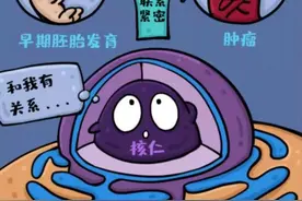 对理解人类基因“暗物质”意义重大，上海科学家首提“RNA分子伴侣”机制图片