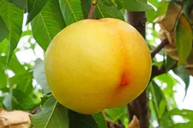 蒙阴之宝——从蜜桃到黄桃图片