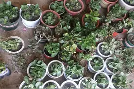 注意！这10种花淋雨后死亡率很高，你家可能也有图片