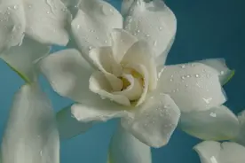 如何形容夏天的味道？或许是记忆中的花香图片