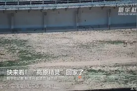 快来看！“高原精灵”回家了视频封面