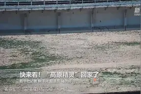 快来看！“高原精灵”回家了视频封面