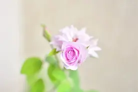 你可以要爱，但不需要自我证明图片