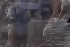 “狗坚强”！全家洪灾撤离，狗子独自坚守7天，还生了宝宝图片