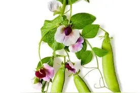 奇妙豆世界（上）丨凡此种种图片