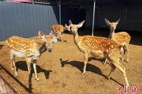 内蒙古乡村致富带头人池敏：不走寻常“鹿”图片