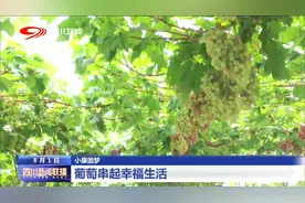 四川新闻联播丨小康圆梦 葡萄串起幸福生活图片