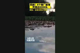 河南尉氏养殖场被冲毁，千头死猪漂浮水面，村干部称已打捞完毕图片