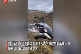 虎鲸搁浅在岩石中 好心人用桶接力提水为其降温图片