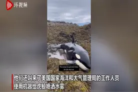 虎鲸搁浅在岩石中 好心人用桶接力提水为其降温图片