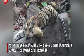 罕见！印度一公老虎在伴侣去世后照料四只小虎崽图片