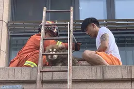 杭州一条雪橇犬被困在小区2楼平台上哀嚎，居民纳闷：它怎么上去的？图片