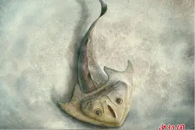 中国学者研究发现最古老三尖鱼类：4.19亿年前“刘氏镰角鱼”图片