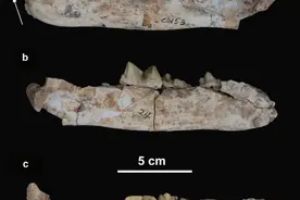 甘肃发现剑齿虎化石 揭示晚中新世“大猫”演化迁徙关键一环图片