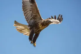 青藏高原野生飞禽——鹰图片