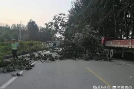 东阿突发！狂风倒树挡路！巡逻交警紧急清理护安保畅图片