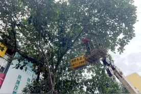 南宁人请注意！这些果，不建议采摘食用图片