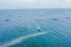 在深海里建“牧场”，壮观！阳江大型深海网箱养殖场捕捞现场图片