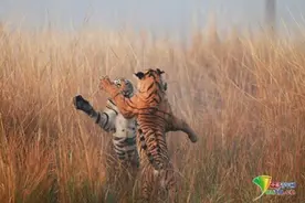 国外动物激烈打斗精彩瞬间 场面激烈下手狠图片