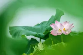 「读嘉人文」嘉兴七月，荷花倾城图片