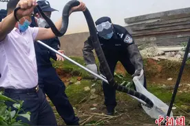 云南德宏：农户家中惊现眼镜王蛇 民警紧急救助图片