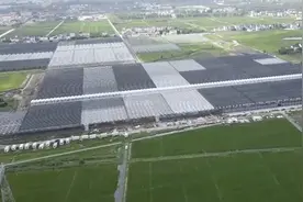 地面空中遍植蔬果 上海最大茄果类种植基地投产图片