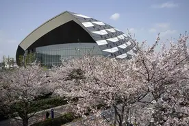 日本将在马拉松赛道沿途装饰“冷藏樱花”欢迎参赛选手图片