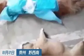 小区8只狗疑遭投毒死亡 狗主人崩溃大哭望赶紧找到凶手图片