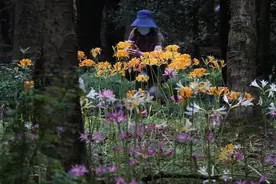 林荫之下 石蒜花开图片