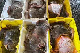 “感觉有点不好下嘴”，东海魔鬼鱼到货，你吃过吗？图片