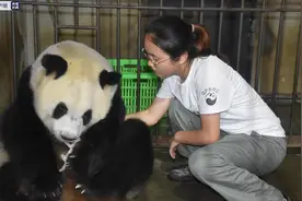 3胎4崽！秦岭大熊猫“丫丫”诞下龙凤胎图片