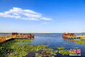 芙蓉出水引客来 中国最大野生睡莲群迎最佳观赏季图片