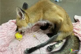 赤狐宝宝天生残疾遭遗弃 收到特殊轮椅重获新生图片