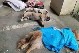 贵州一小区内10只宠物犬接连蹊跷暴亡图片