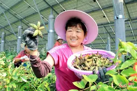 安徽淮北：光伏油用牡丹迎来采收季图片