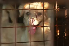 不知不觉就开起来了，这是湛江上千只流浪猫狗的临时家图片