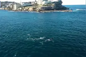 澳大利亚邦迪海滩多名游泳者主动接近鲸鱼 或面临罚款图片