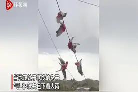 澳大利亚一群桃红鹦鹉风雨中抓住电线旋转 似做体操图片