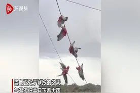 澳大利亚一群桃红鹦鹉风雨中抓住电线旋转 似做体操图片