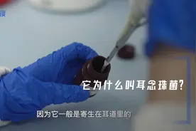 现身美国多家医院的“超级真菌”，到底是什么？｜同纬度图片