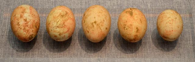 朱博文︱当考古学家发现了一枚蛋，他可以做些什么