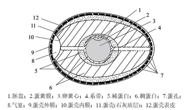 朱博文︱当考古学家发现了一枚蛋，他可以做些什么