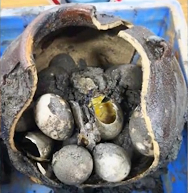 朱博文︱当考古学家发现了一枚蛋，他可以做些什么