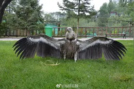 西宁成功繁育一只高山兀鹫 已经4个月大啦图片